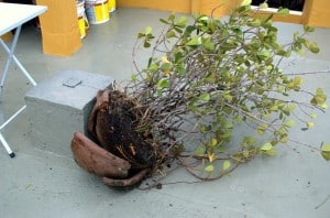 Broken plant