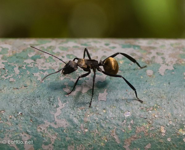 Golden Carpenter Ant