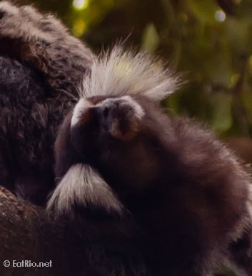 Common Marmoset