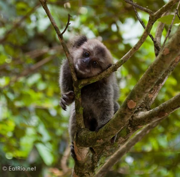 Marmoset