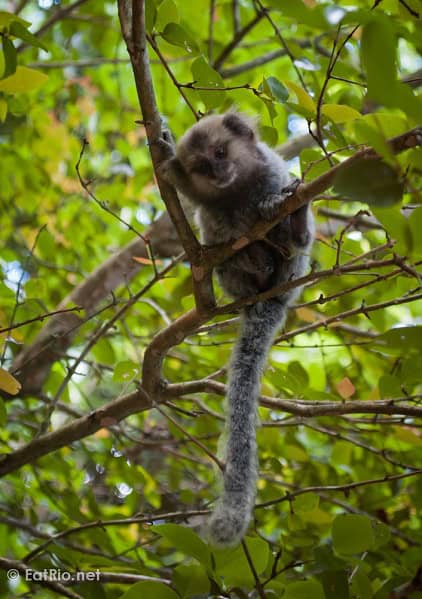 marmoset